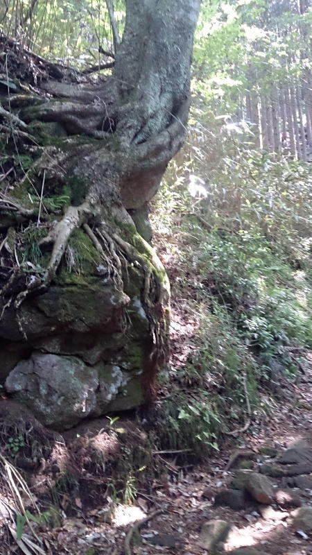 木の根