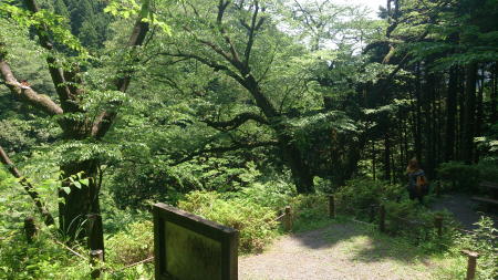 畑宿夫婦桜