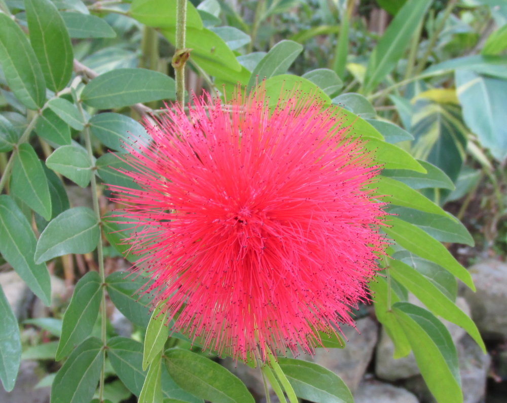 強羅公園