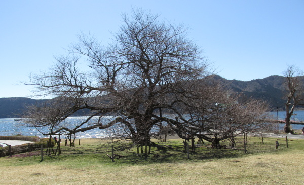 箱根園