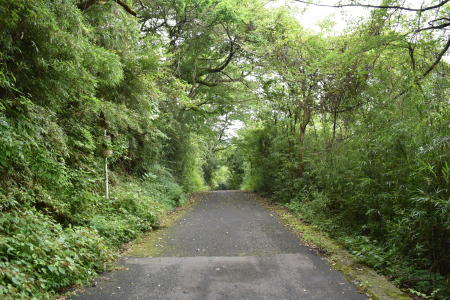 舗装された道