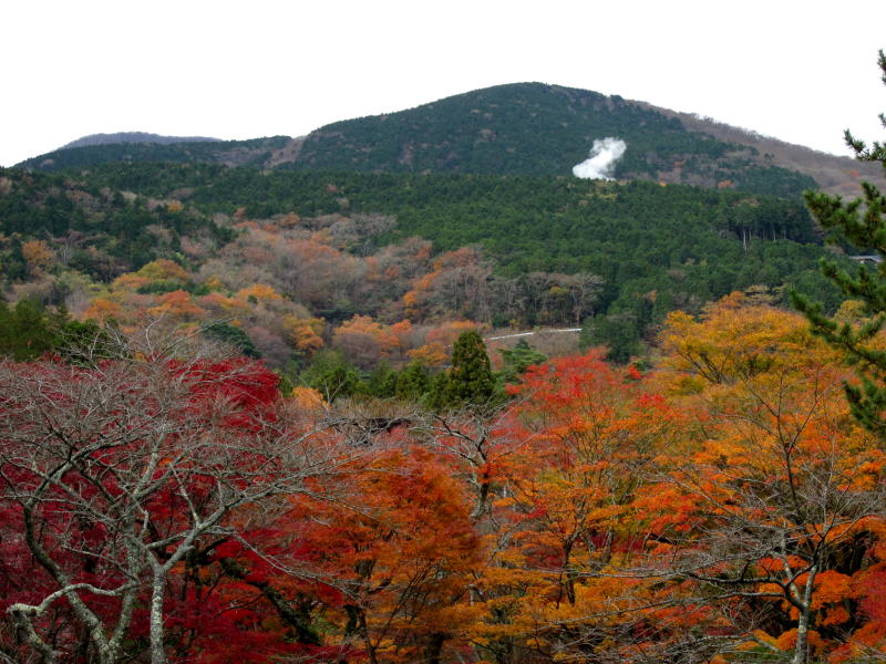 蓬莱園