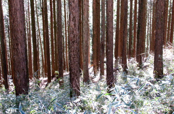 箱根ターンパイク
