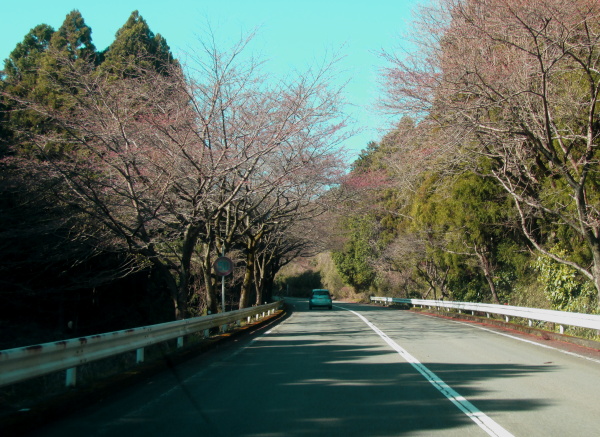 箱根ターンパイク