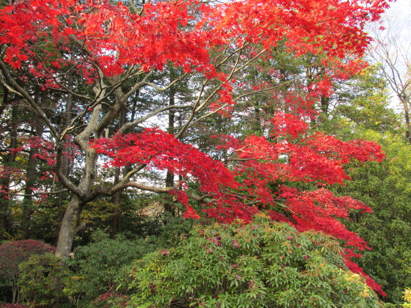 菊華荘庭園