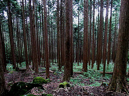 登山道が奥深く