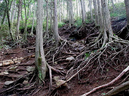 登山道