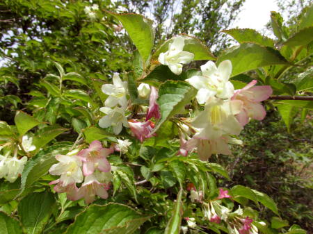道端の花