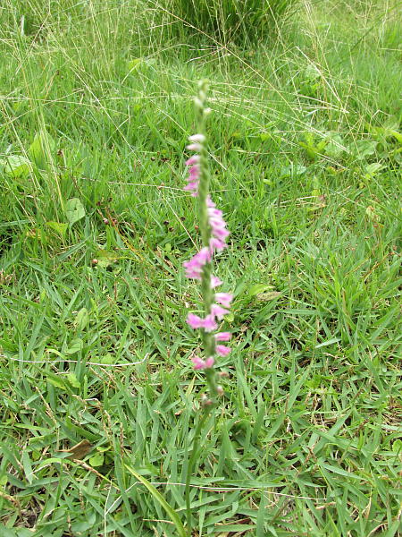 緑地内の花