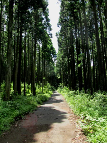 散策道