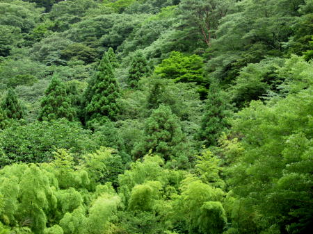 新緑の樹々