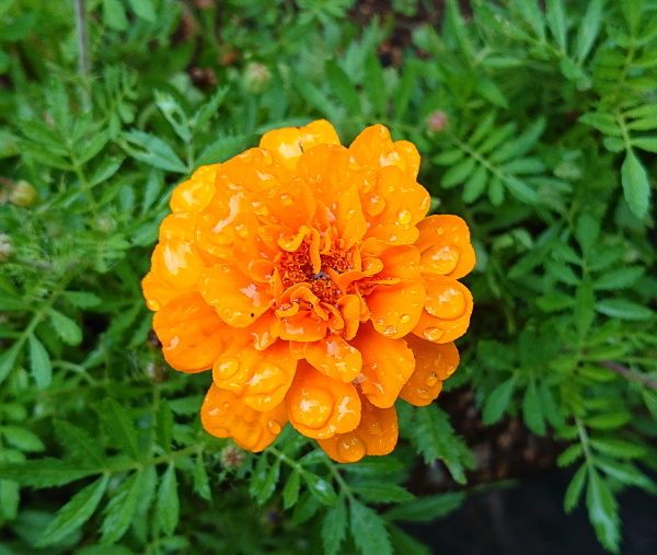 箱根湿生花園