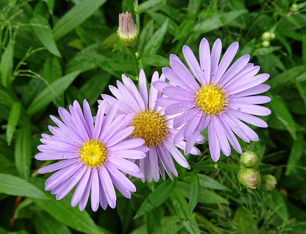 箱根湿生花園