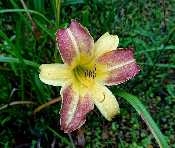 箱根湿生花園