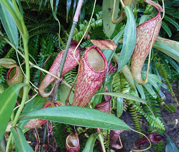 食虫植物