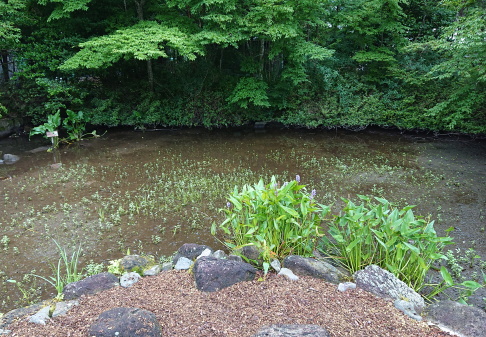 箱根湿生花園