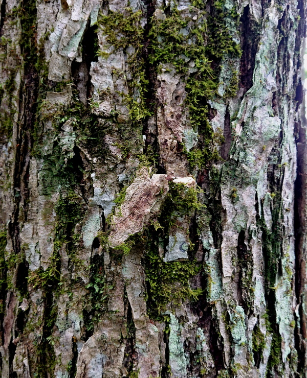 木の表面