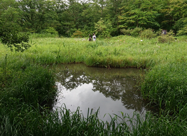 箱根湿生花園