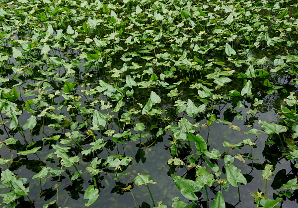 箱根湿生花園