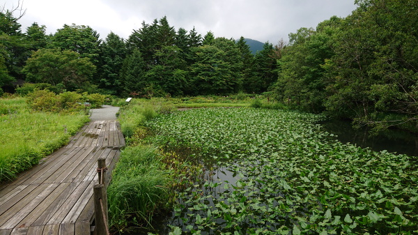 箱根湿生花園