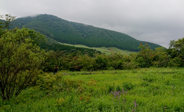箱根湿生花園