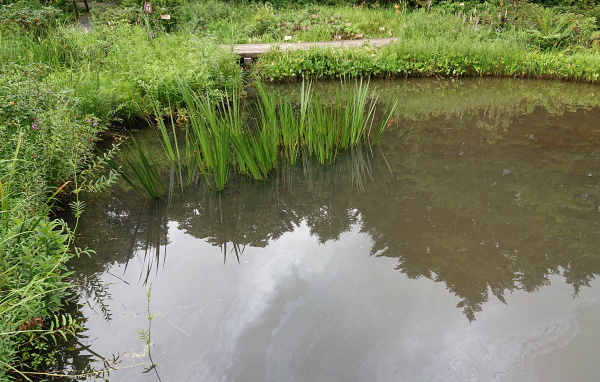 箱根湿生花園