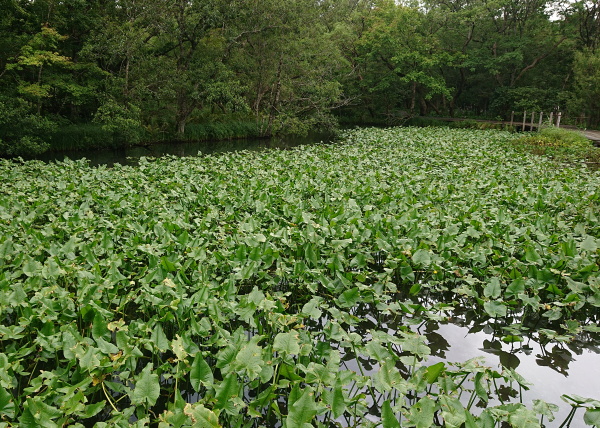 箱根湿生花園