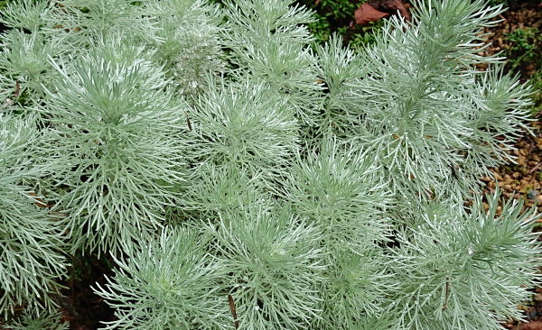 箱根湿生花園