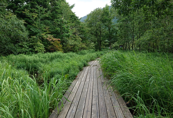 箱根湿生花園