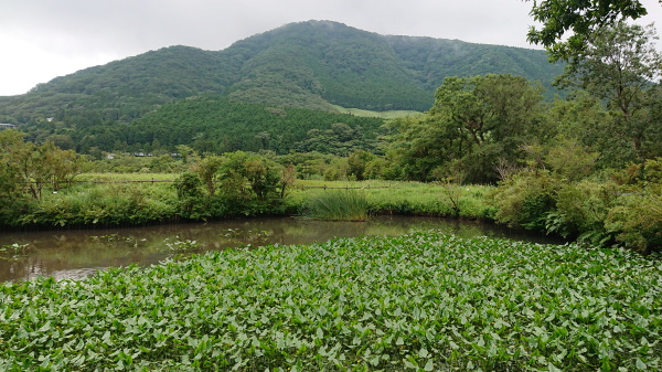 箱根湿生花園