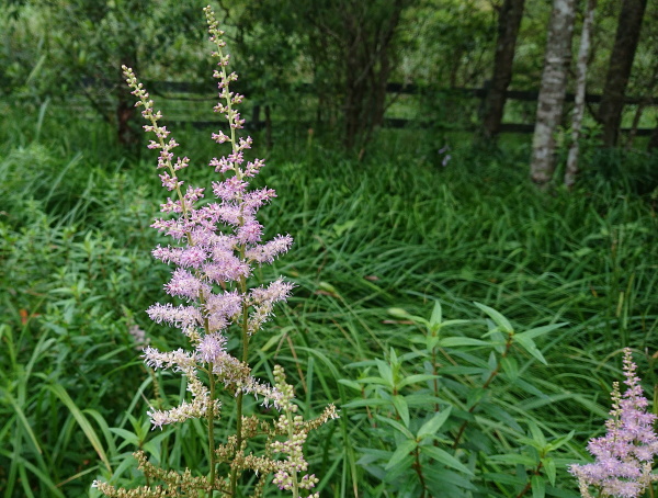 箱根湿生花園
