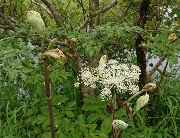 箱根湿生花園
