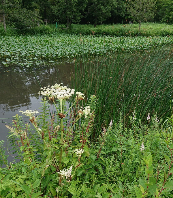 箱根湿生花園