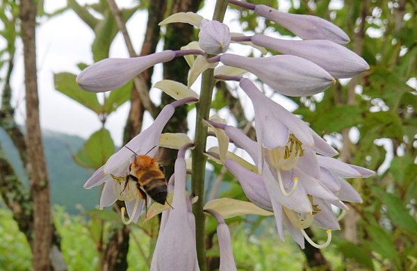 箱根湿生花園