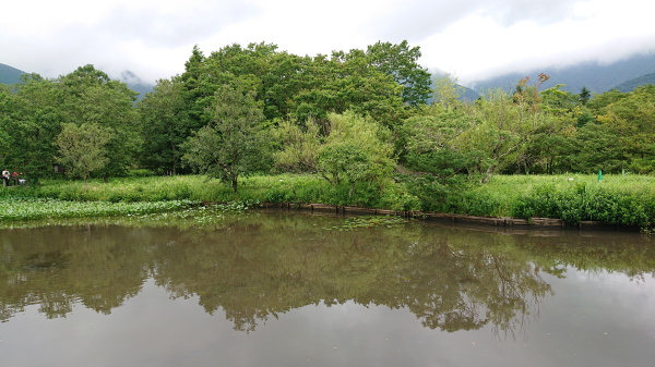 箱根湿生花園