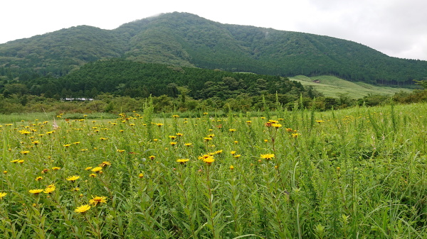 箱根湿生花園