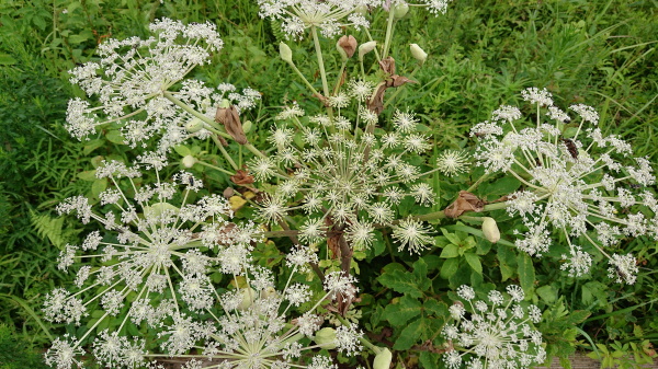箱根湿生花園