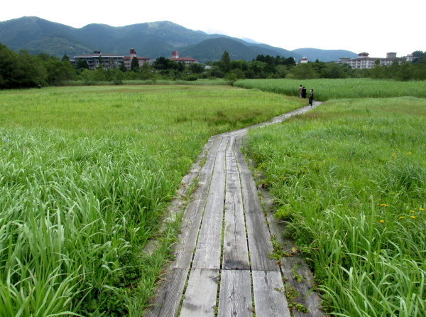 箱根湿生花園