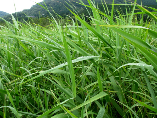 箱根湿生花園