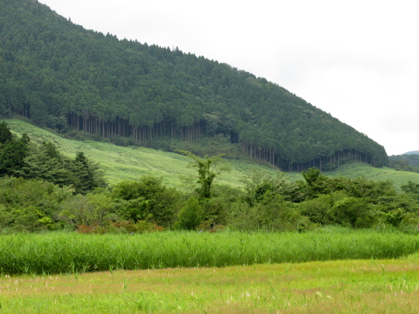 箱根湿生花園