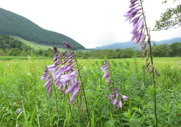 箱根湿生花園