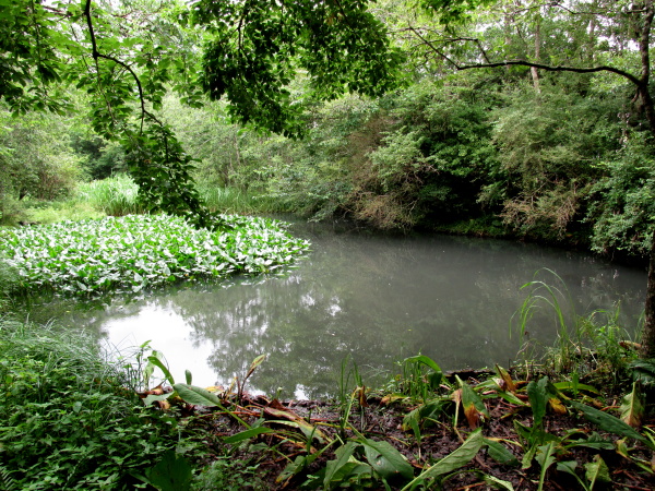 箱根湿生花園