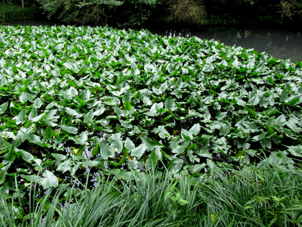 箱根湿生花園