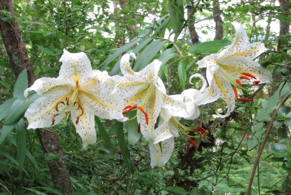 箱根湿生花園