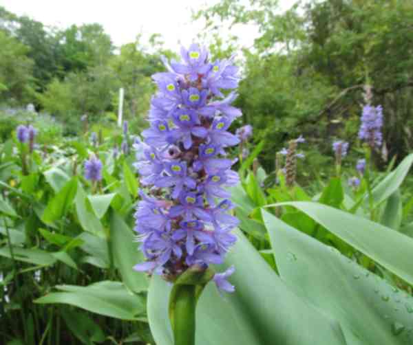 箱根湿生花園