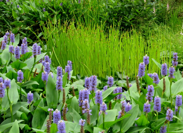 箱根湿生花園