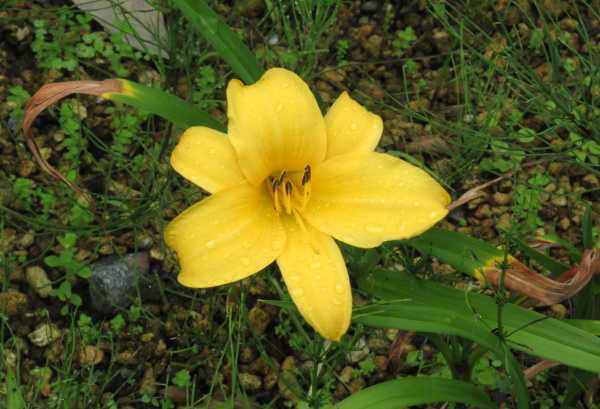 箱根湿生花園