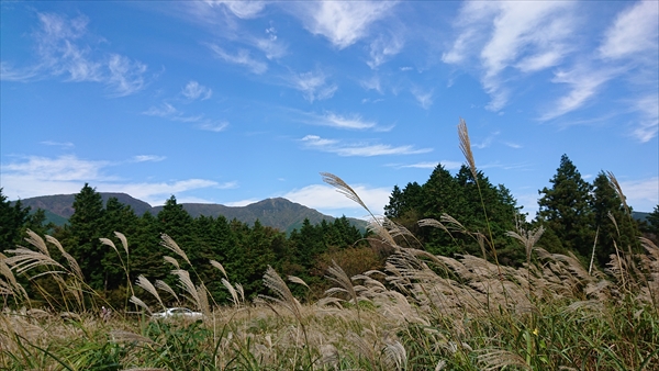 仙石原すすき