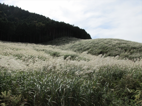 仙石原すすき