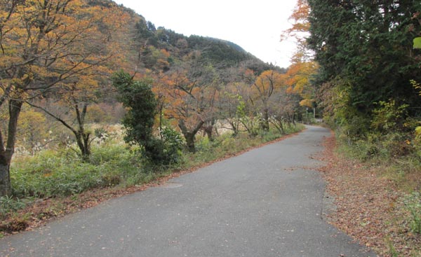 千条の滝方面の道